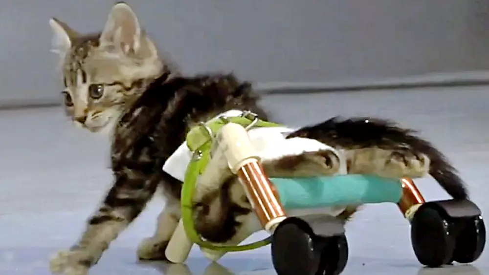 Paralyzed Kitten On Edge Of Death Has New Lease On Life Thanks To Lady Who Found Him