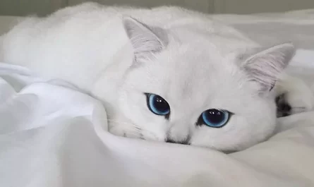 This Cat Has One Of The Most Beautiful Eyes Ever
