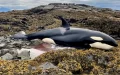 Orca Stranded For 6 Hrs Is Finally Set Free By A Team Of Kind Strangers