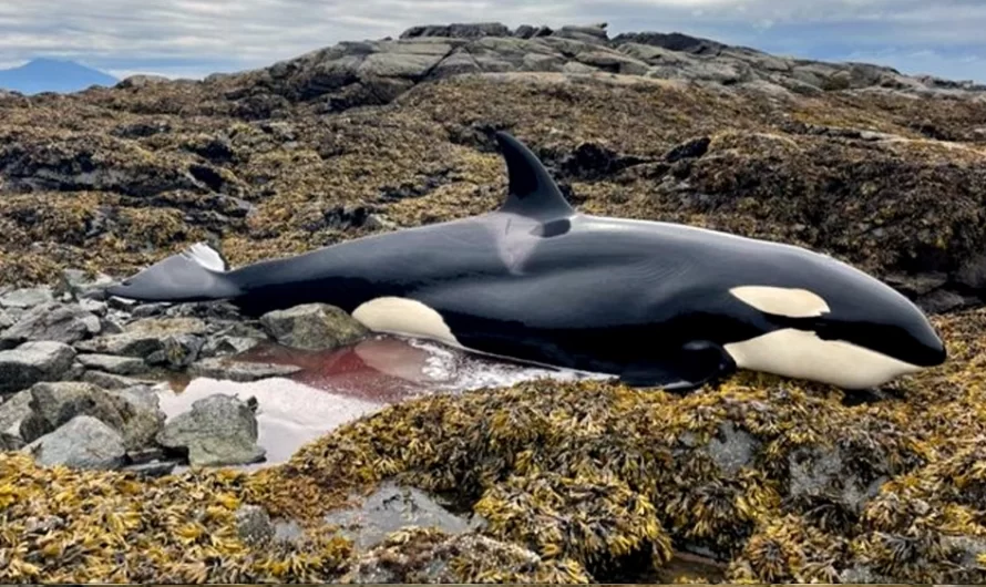 Orca Stranded For 6 Hrs Is Finally Set Free By A Team Of Kind Strangers