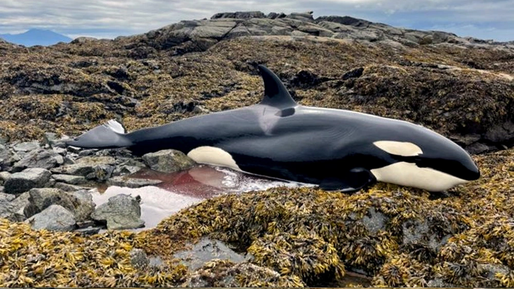 Orca Stranded For 6 Hrs Is Finally Set Free By A Team Of Kind Strangers