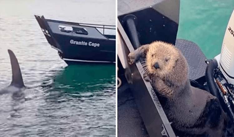 Otter Seeks Refuge On Guy's Boat As He Hardly Escapes Jaws Of Killer Whale