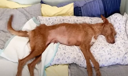 Paralyzed Dog Abandoned By Owner When She Can No Longer Hunt