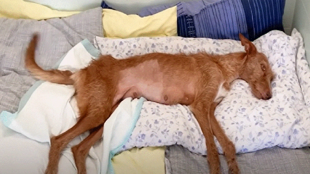 Paralyzed Dog Abandoned By Owner When She Can No Longer Hunt