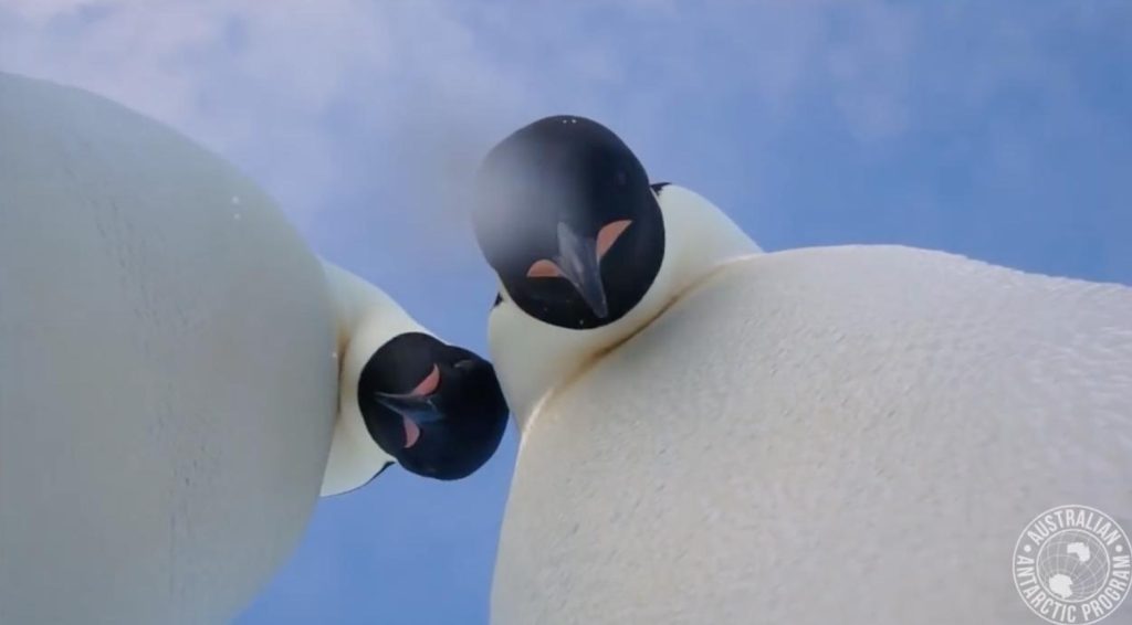 Penguins Accidentally Took Selfie After They Found a Cam In Antarctica