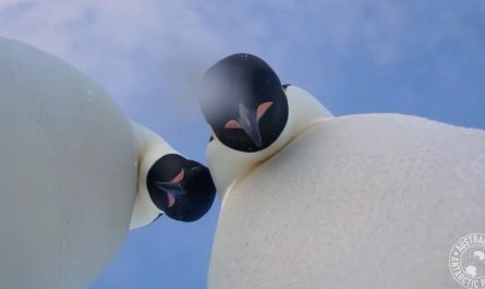 Penguins Accidentally Took Selfie After They Found a Cam In Antarctica