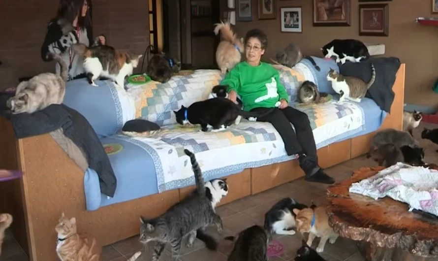 See inside the house of woman living with over 1,000 cats