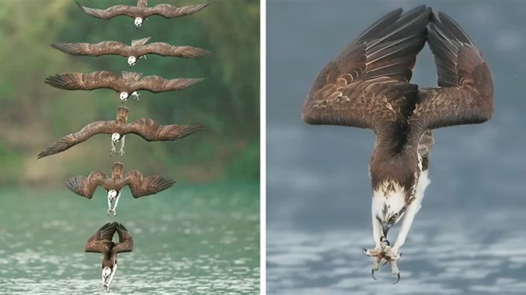 Photographer Took This Incredible Photos Of Osprey in Mid-Hunt Dive