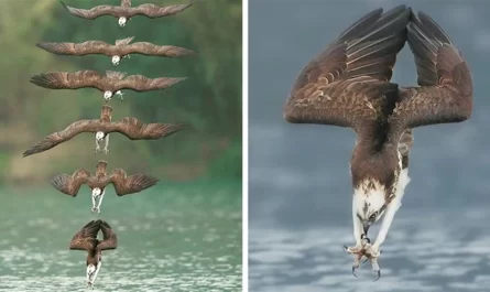 Photographer Took This Incredible Photos Of Osprey in Mid-Hunt Dive