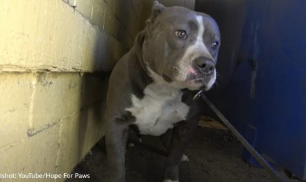 Pit Bull Abandoned At Fast-Food Restaurant Covers Her Saviors With Kisses