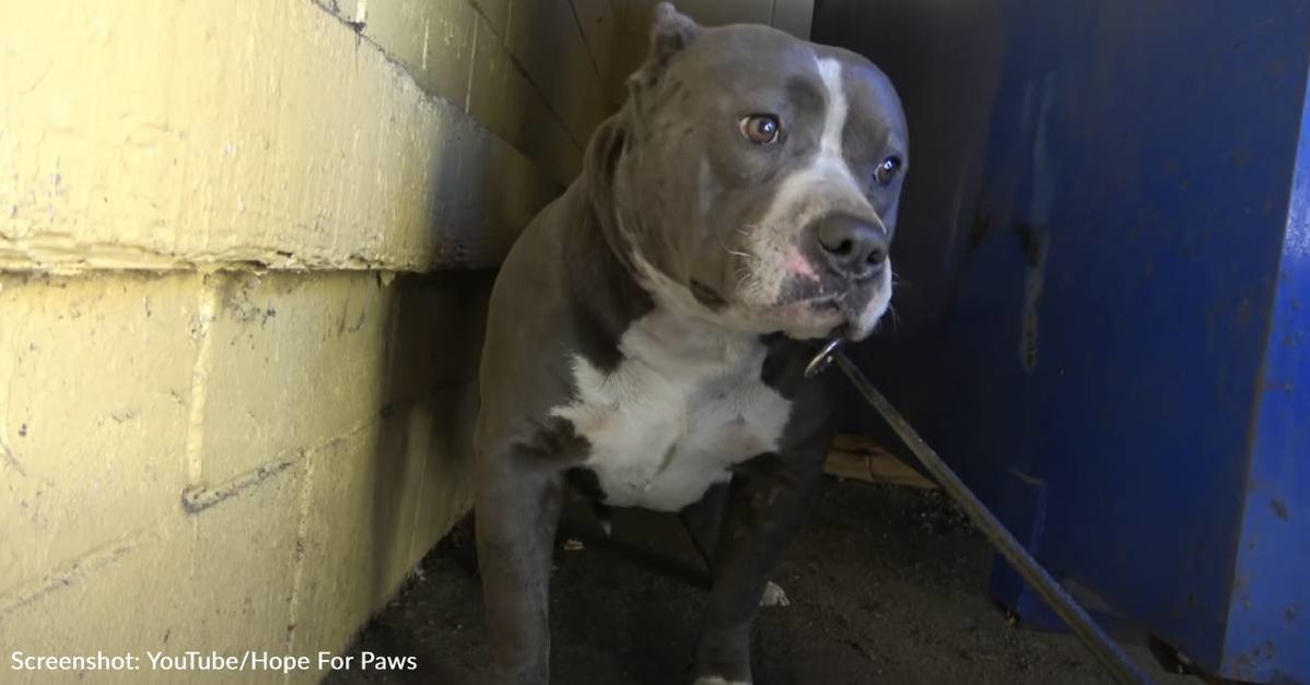 Pit Bull Abandoned At Fast-Food Restaurant Covers Her Saviors With Kisses