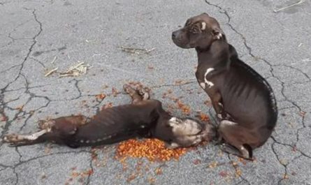 Pitbull fighting dogs are abandoned, one of them was looking after her terribly injured friend