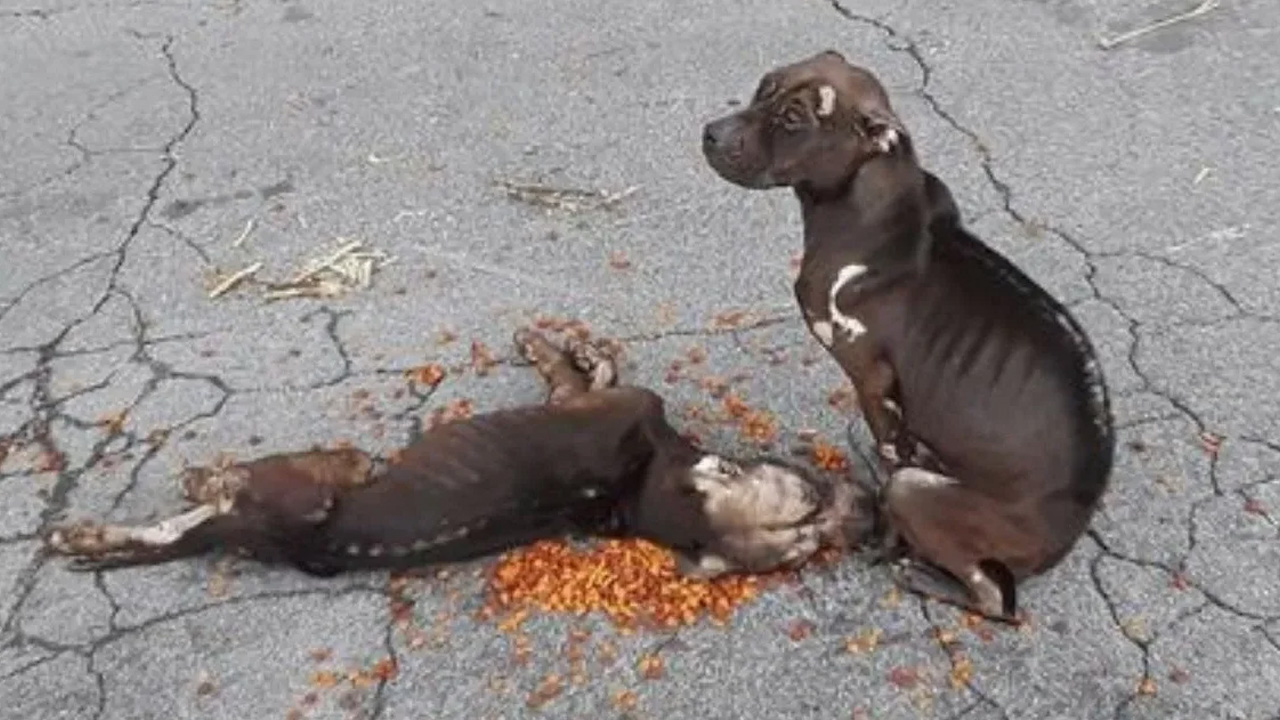 Pitbull fighting dogs are abandoned, one of them was looking after her terribly injured friend