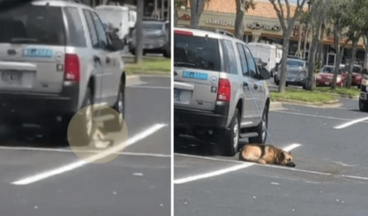 Police Decline To Help Dog Left Tethered To Owner's Vehicle In Florida Heat