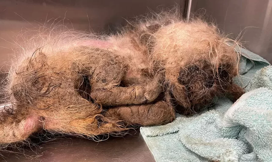 Florida Rescue Caring for Neglected Dog Thrown onto Its Property: Never Saw Anything Like it