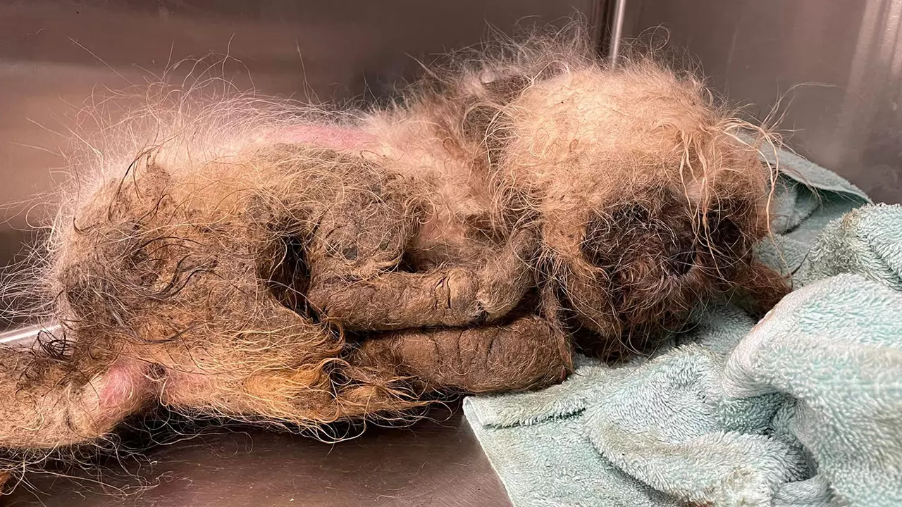 Florida Rescue Caring for Neglected Dog Thrown onto Its Property: Never Saw Anything Like it