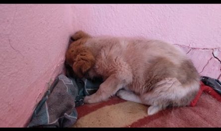 Puppy Found Facing The Wall In Street Next To His Dead Mom