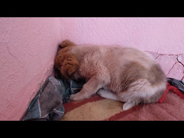 Puppy Found Facing The Wall In Street Next To His Dead Mom