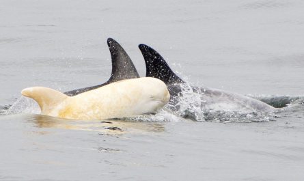 RARE Albino Dolphin Found, And It's Hard To Believe It's Real