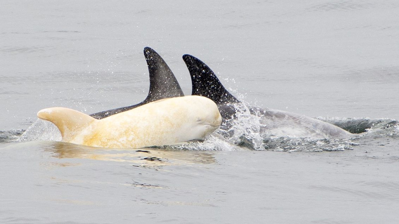 RARE Albino Dolphin Found, And It's Hard To Believe It's Real