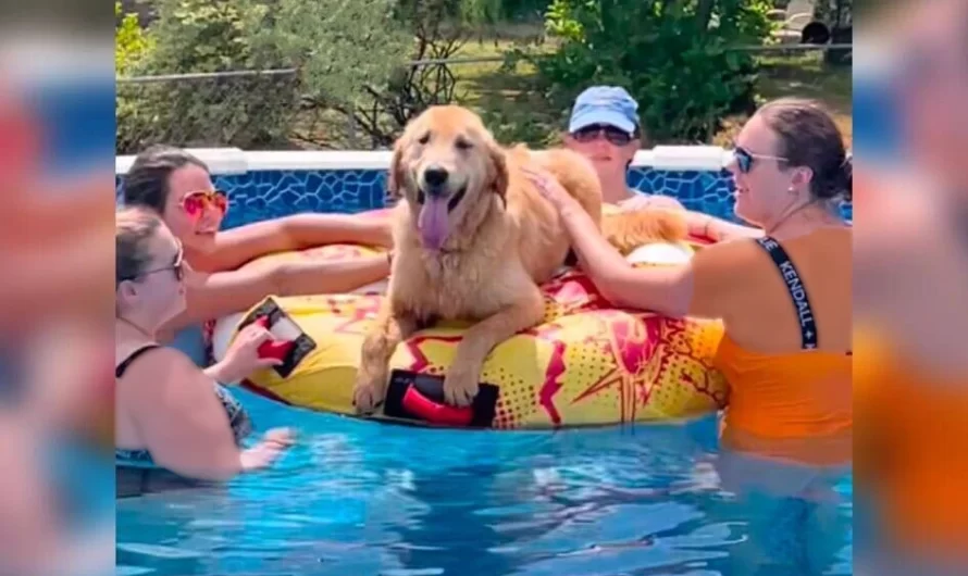 Random Dog Crashes Swimming Pool Party And Everybody Is Overjoyed.