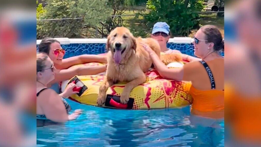 Random Dog Crashes Swimming Pool Party And Everybody Is Overjoyed