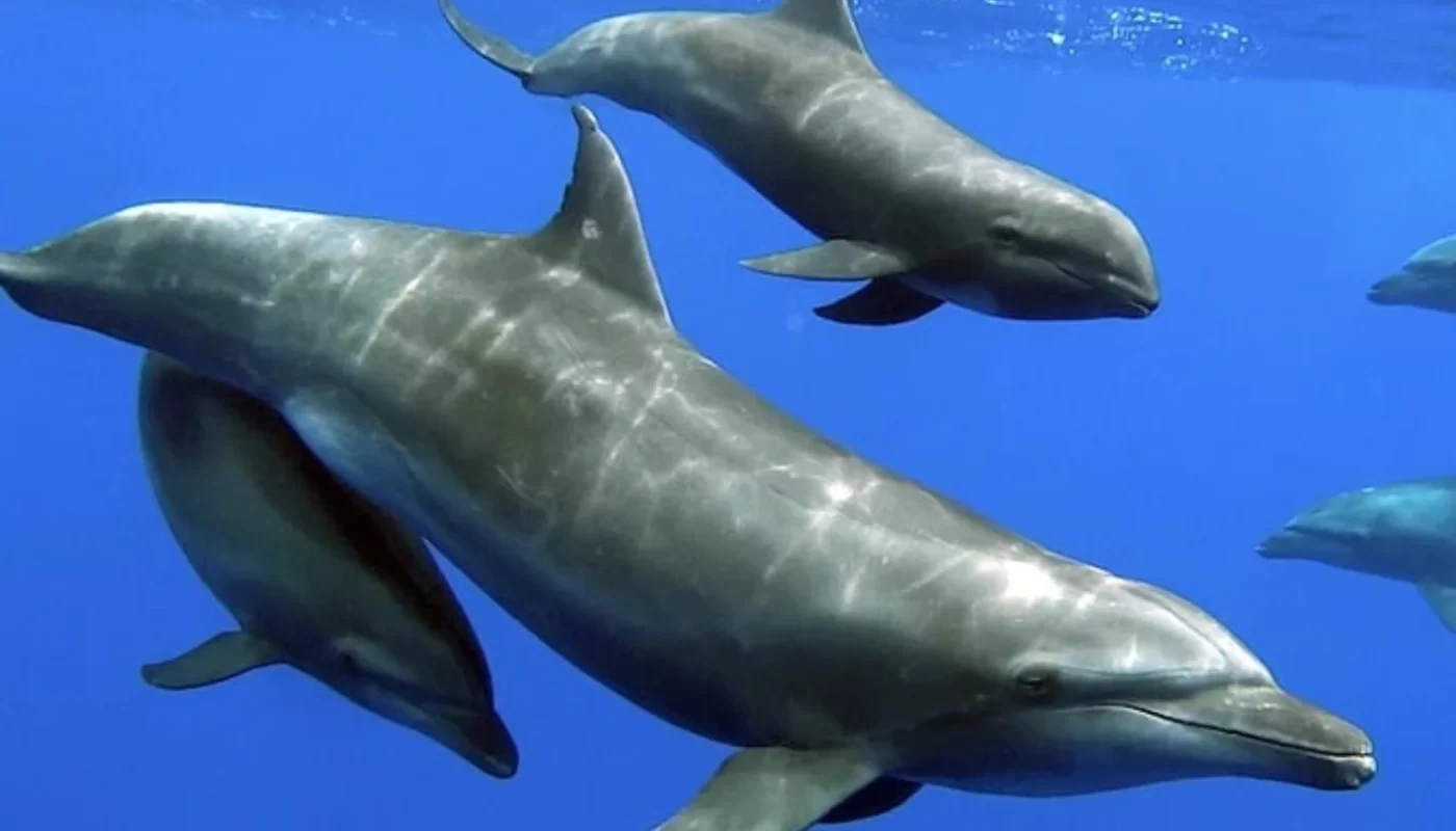 Rare Situation - Dolphin Mother Adopts Baby Whale