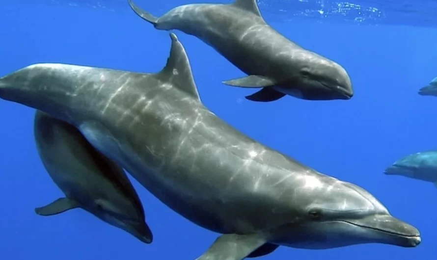 Rare Situation – Dolphin Mother Adopts Baby Whale