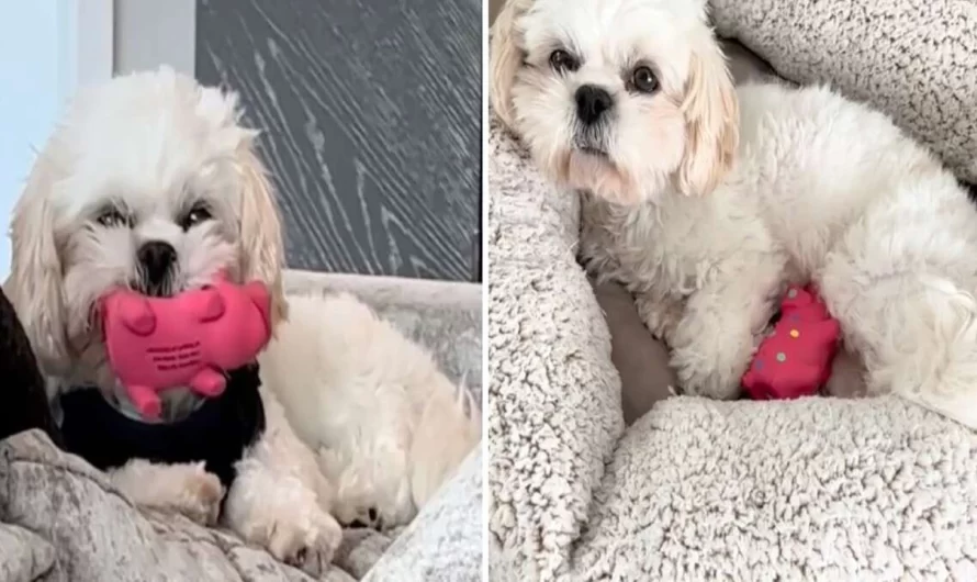 Rescue Dog Will Not Let Pig Toy She Believes Is Her Baby Out Of Her Sight