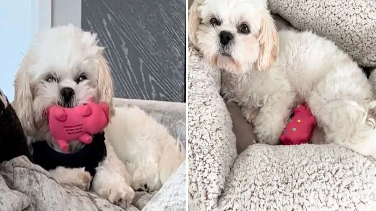 Rescue Dog Will Not Let Pig Toy She Believes Is Her Baby Out Of Her Sight