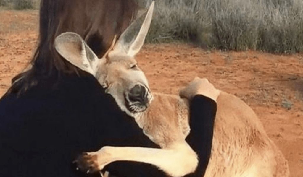 Rescued Kangaroo Way Of Showing Affection With Hugging's Her Rescuers.