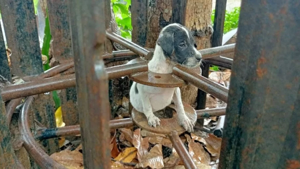 Rescued Little Puppy Stuck In The Rain Fully Wet Then Feeding Poor Puppy Very Good Food