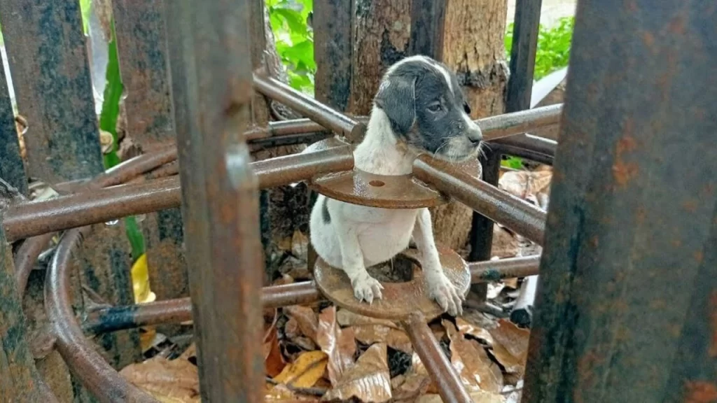 Cachorro rescatado atrapado bajo la lluvia completamente mojado y luego alimentando al pobre cachorro con muy buena comida