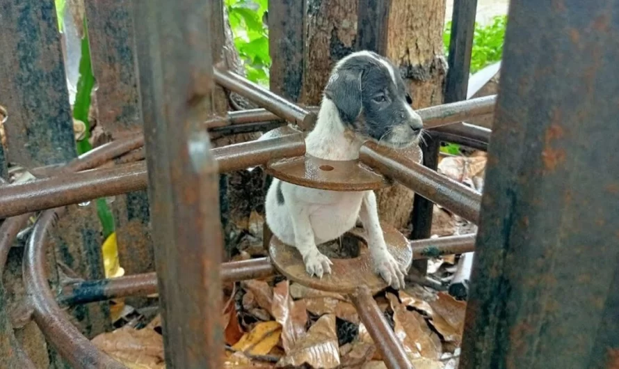 rescued little puppy stuck in the rain completely wet then feeding poor puppy very good food