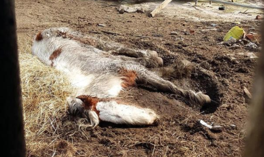 Rescuers Helped A Ignored Horse On The Brink Of Death Make An Amazing Recovery