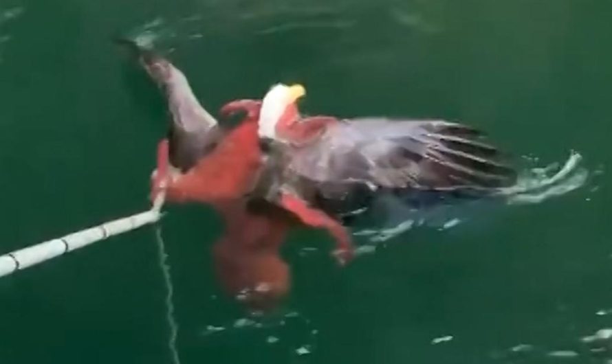 See a Bald Eagle and Octopus Tangled in Legendary Fight