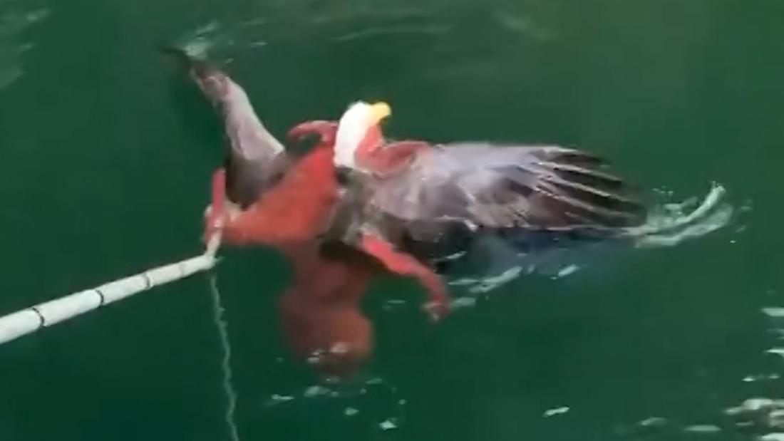 See a Bald Eagle and Octopus Tangled in Legendary Fight