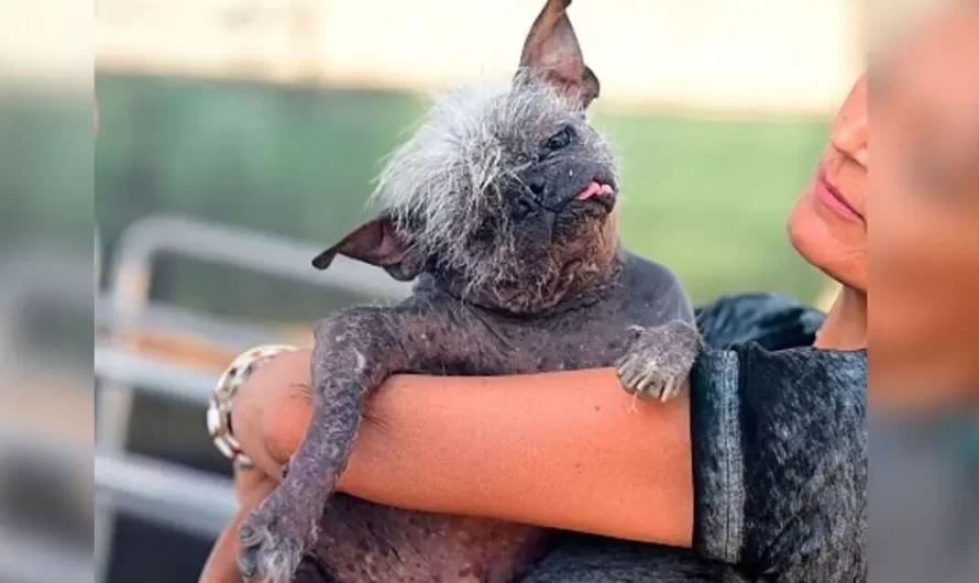 Senior Rescue Mr. Happy Face Wins ‘World’s Ugliest Dog Title – However His Mother Believes He’s Perfect