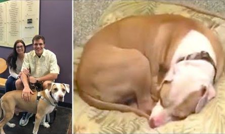 Shelter Dog Believes It's One More Lonely Day, Didn't Know His 'New Mother' Was Outside