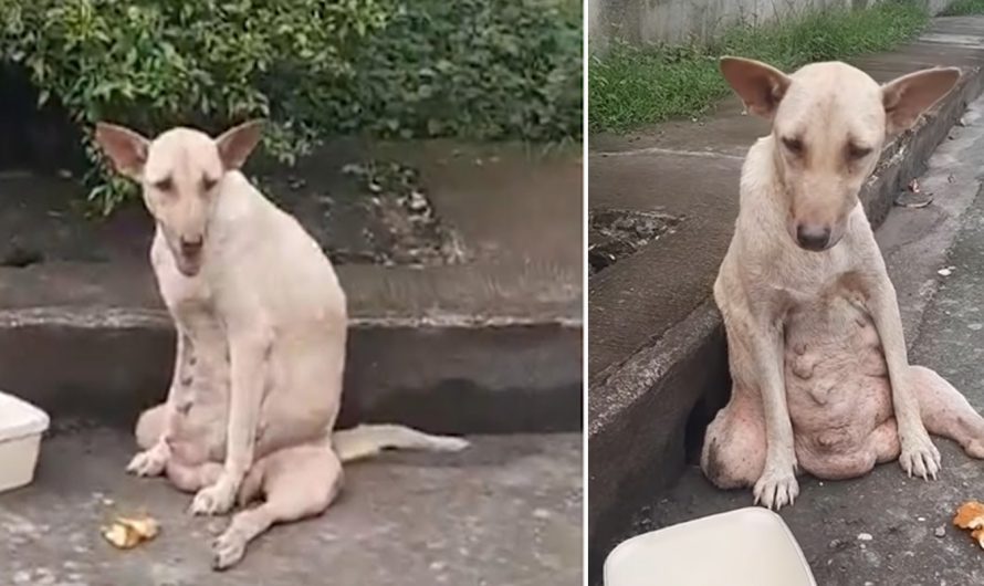 She’s can not move, resting beside the road, crying in pain and hopeless waiting for help for days!