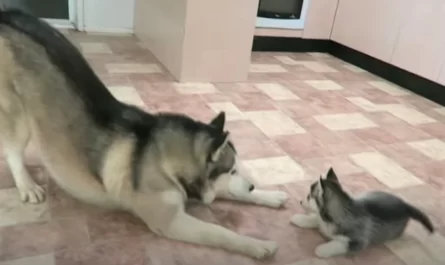 Siberian Husky Dad Adorably Plays With His Puppies For The First Time