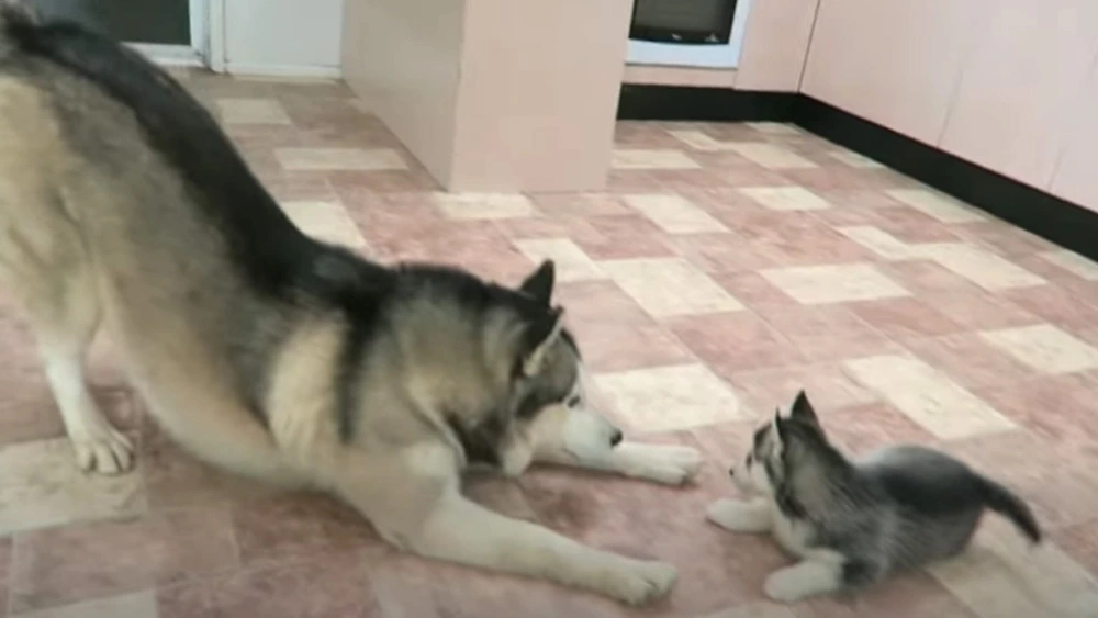 Siberian Husky Dad Adorably Plays With His Puppies For The First Time