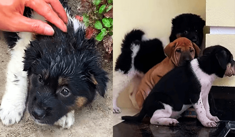 Smart stray puppy follows man house and after that leads him to help his stray friends