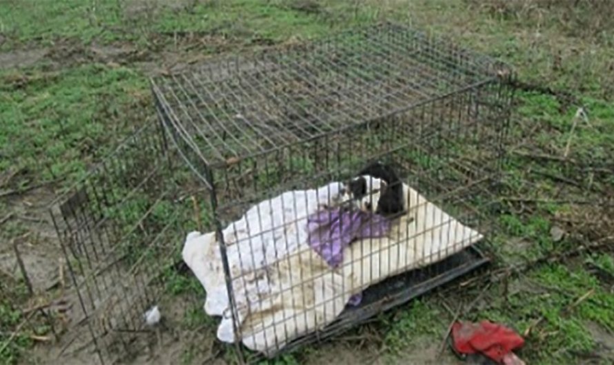 Starving, Cold Puppy Covered In Bite Marks Found Dumped In A Cage At The Center Of A Field