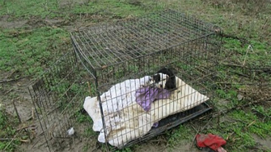 Starving, Cold Puppy Covered In Bite Marks Found Dumped In A Cage At The Center Of A Field