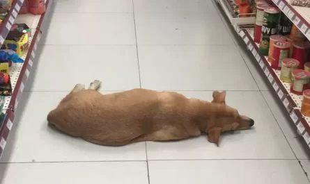 Store opens their doors for stray dog to cool down on hot summer day!