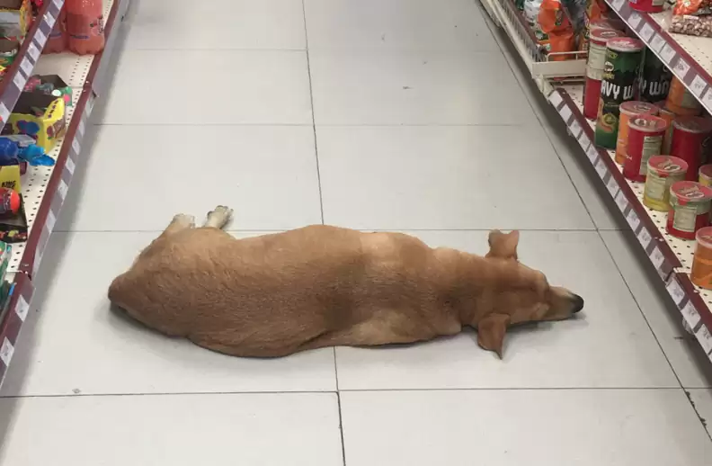 Store opens their doors for stray dog to cool down on hot summer day!