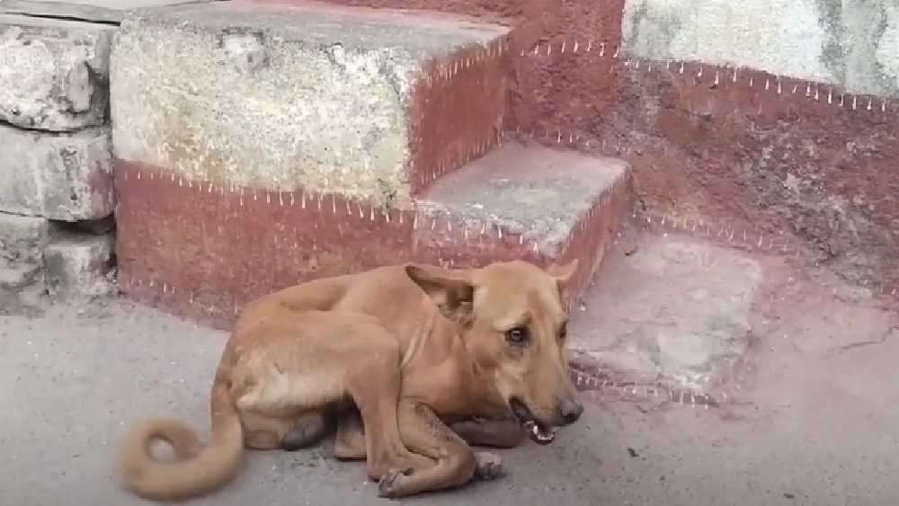 Stray Dog With Bone Stuck In Its Mouth Gets Pampered At The Veterinarian
