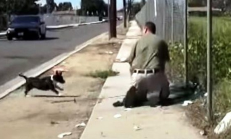 Stray Mom Dog Freaks Out When She Sees A Guy Trapping Her Only Puppy In A Net