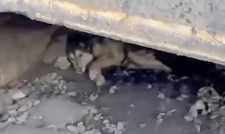 Stray Who Hid Under The Tracks Sobs When Lastly Placed In A Vehicle To Be Saved